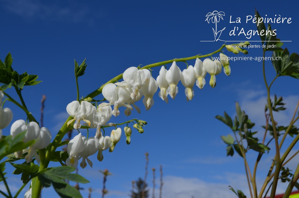 Lamprocapnos spectabilis 'Alba' - la Pépinière d'Agnens