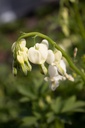 Lamprocapnos spectabilis 'Alba' - la Pépinière d'Agnens