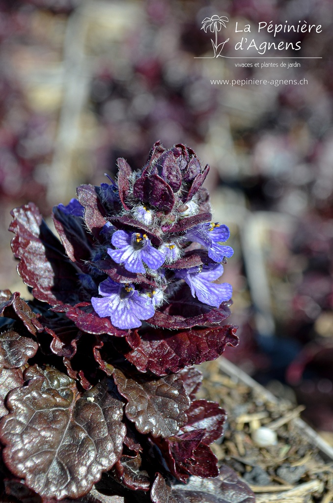 Ajuga reptans 'Black Scallop' - La Pépinière D'agnens