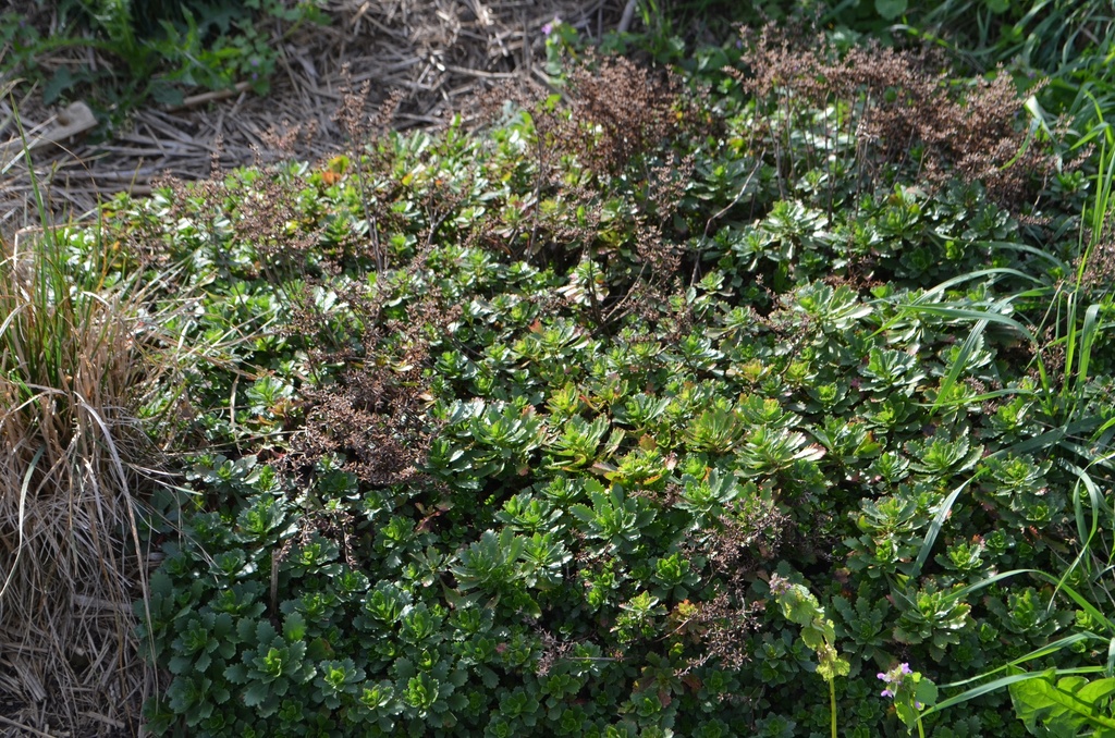 Sedum floriferum 'Weihenstephaner Gold'- la Pépinière d'Agnens