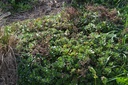 Sedum floriferum 'Weihenstephaner Gold'- la Pépinière d'Agnens