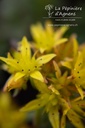 Sedum floriferum 'Weihenstephaner Gold'- la Pépinière d'Agnens