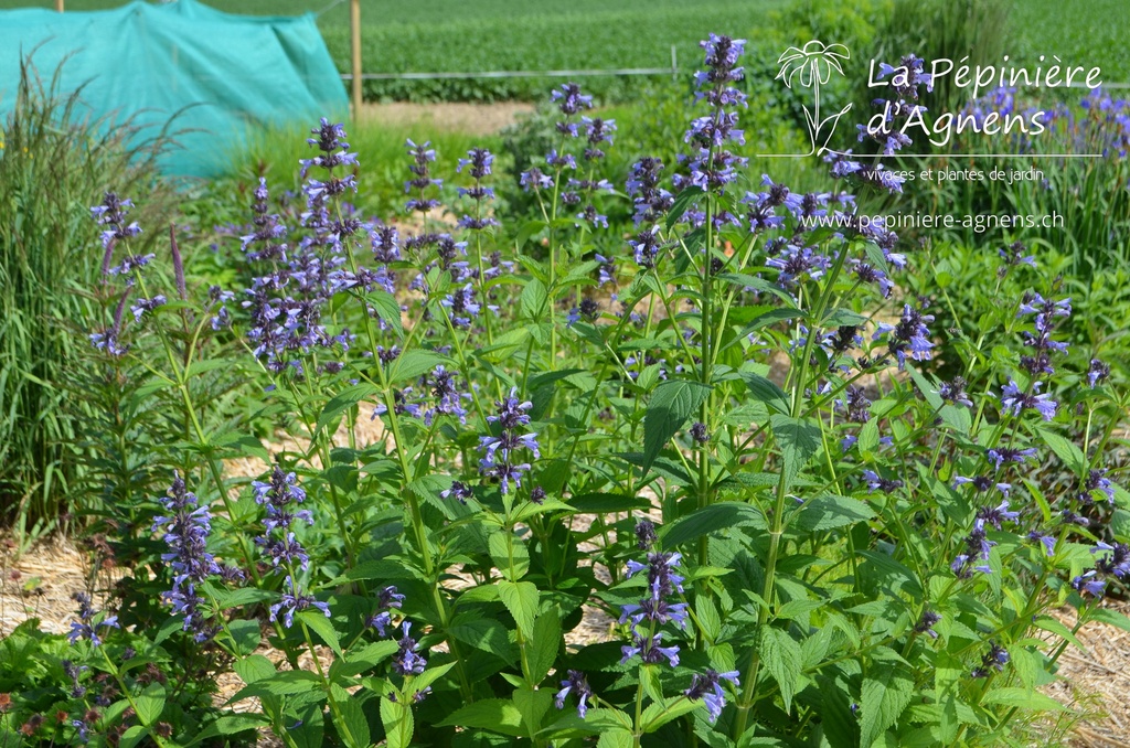 Nepeta manchuriensis 'Manchu Blue' - la Pépinière d'Agnens