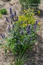 Nepeta manchuriensis 'Manchu Blue' - la Pépinière d'Agnens