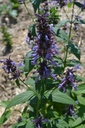 Nepeta manchuriensis 'Manchu Blue' - la Pépinière d'Agnens