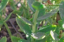 Sedum hybride 'Herbstfreude'- la Pépinière d'Agnens