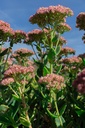 Sedum hybride 'Herbstfreude'- la Pépinière d'Agnens