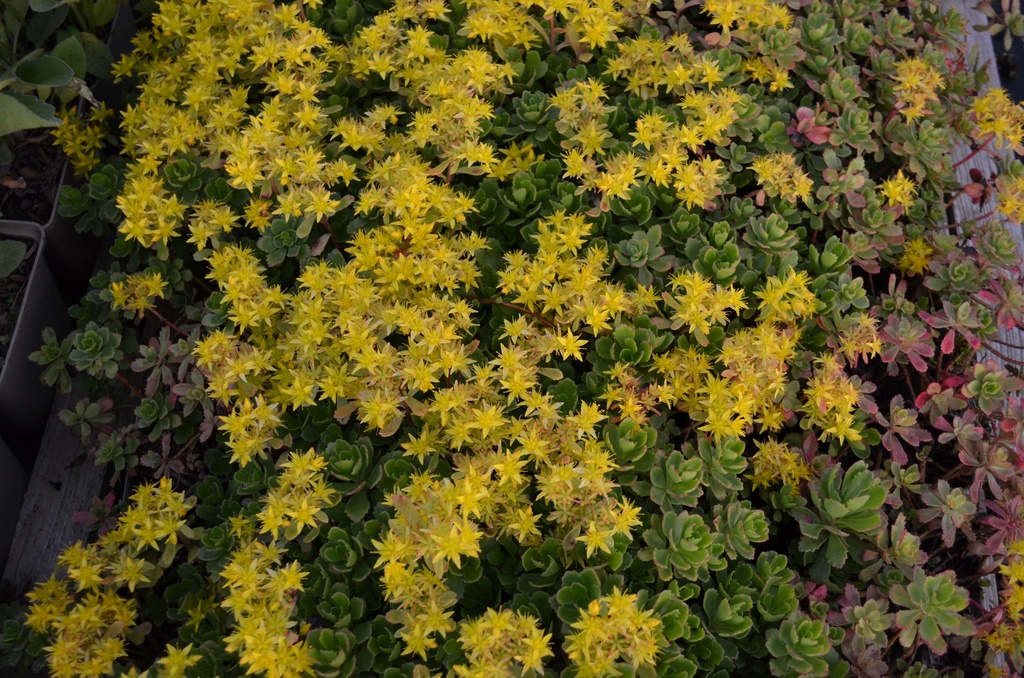 Sedum hybride 'Immergrünchen'- la Pépinière d'Agnens