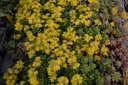 Sedum hybride 'Immergrünchen'- la Pépinière d'Agnens