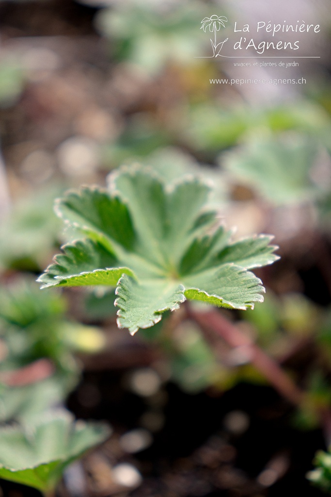 Alchemilla erythropoda - La pépinière d'Agnens