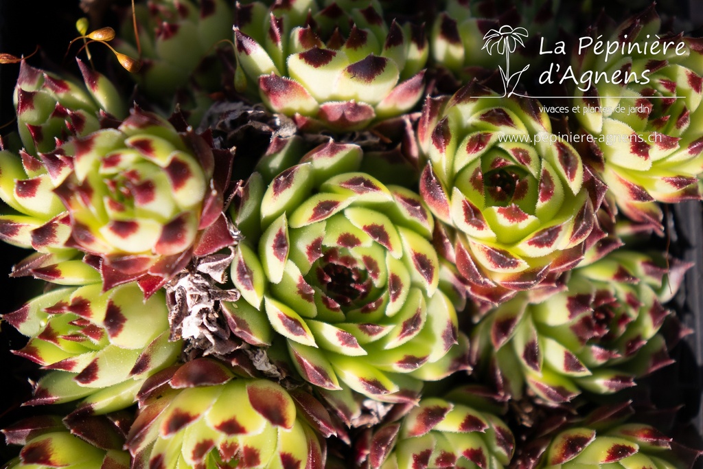 Sempervivum Divers- la Pépinière d'Agnens