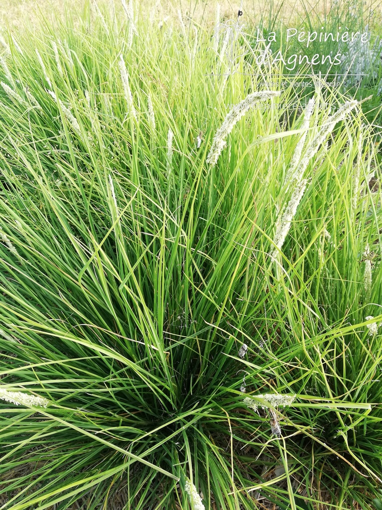 Sesleria autumnalis- la Pépinière d'Agnens