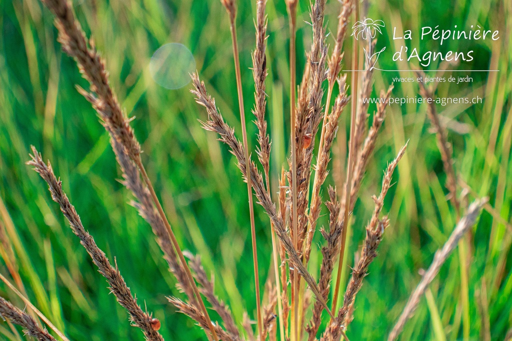 Sesleria autumnalis- la Pépinière d'Agnens