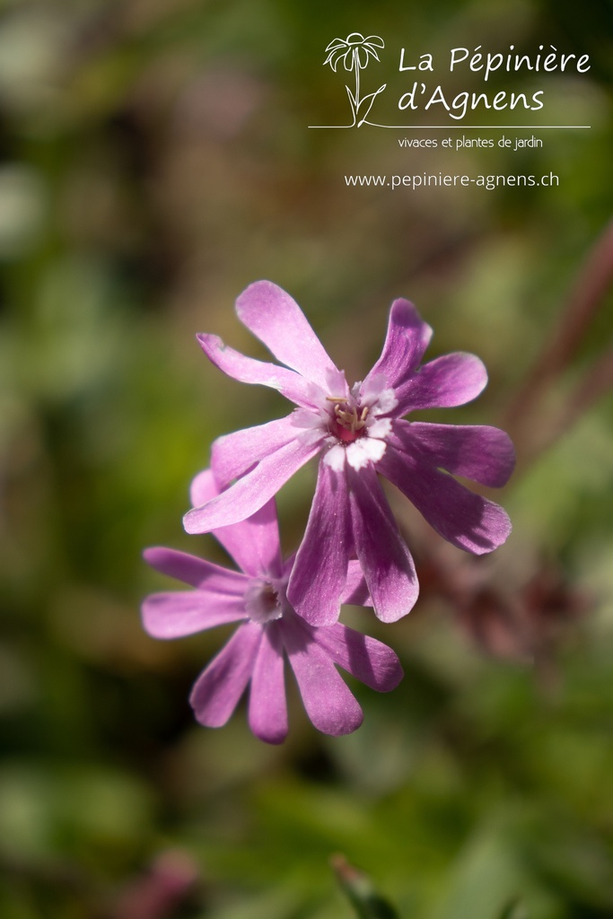 Silene dioica- la Pépinière d'Agnens