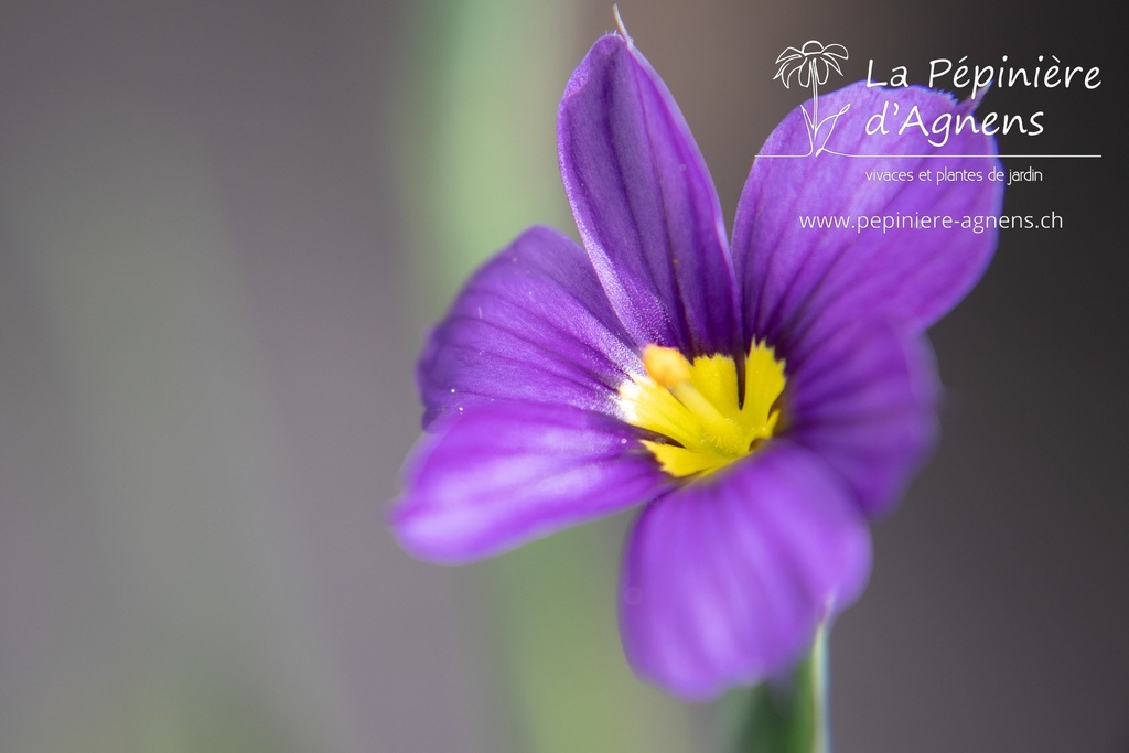 Sisyrinchium angustifolium 'Lucerne'- la Pépinière d'Agnens