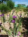 Sisyrinchium angustifolium 'Lucerne'- la Pépinière d'Agnens