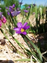 Sisyrinchium angustifolium 'Lucerne'- la Pépinière d'Agnens