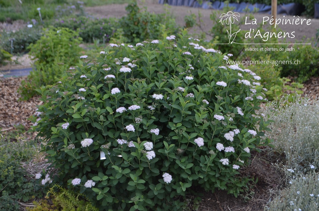 Spiraea betulifolia 'Tor'- la Pépinière d'Agnens