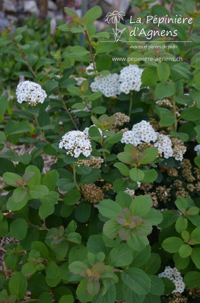 Spiraea betulifolia 'Tor'- la Pépinière d'Agnens