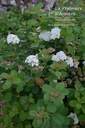 Spiraea betulifolia 'Tor'- la Pépinière d'Agnens