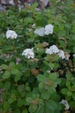Spiraea betulifolia 'Tor'- la Pépinière d'Agnens