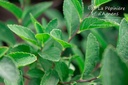 Spiraea betulifolia 'Tor'- la Pépinière d'Agnens