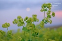 Alchemilla mollis - La pépinière d'Agnens