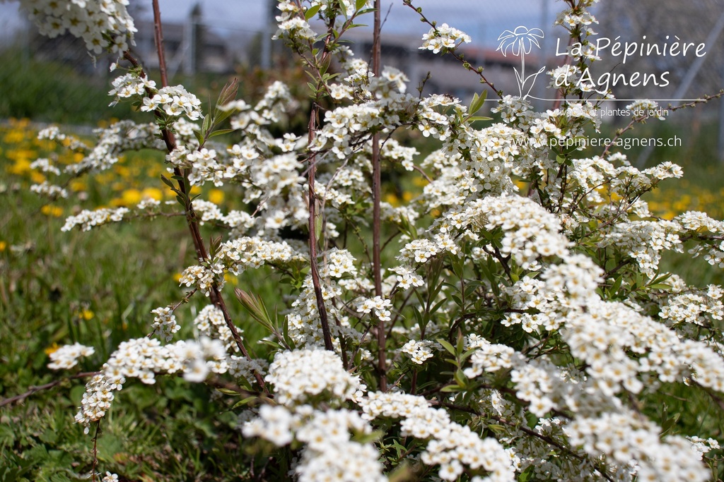 Spiraea cinerea 'Grefsheim'- la Pépinière d'Agnens