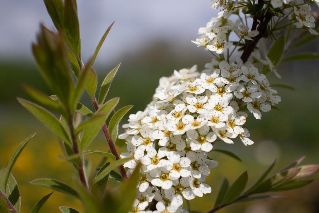 Spiraea cinerea 'Grefsheim'- la Pépinière d'Agnens