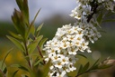 Spiraea cinerea 'Grefsheim'- la Pépinière d'Agnens