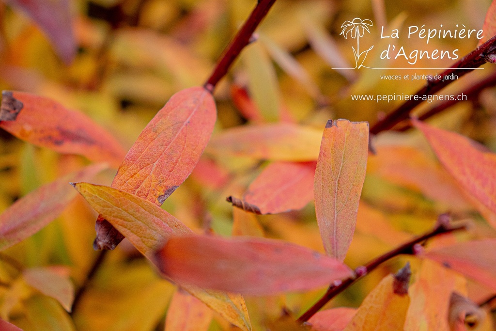 Spiraea cinerea 'Grefsheim'- la Pépinière d'Agnens