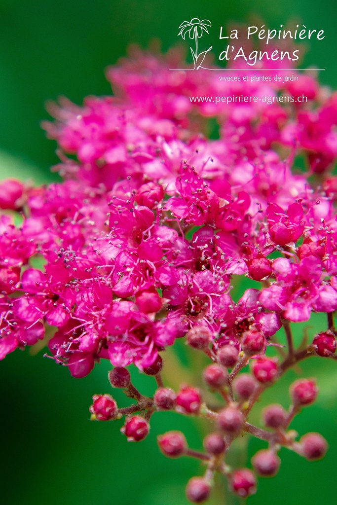 Spiraea japonica 'Anthony Waterer'- la Pépinière d'Agnens