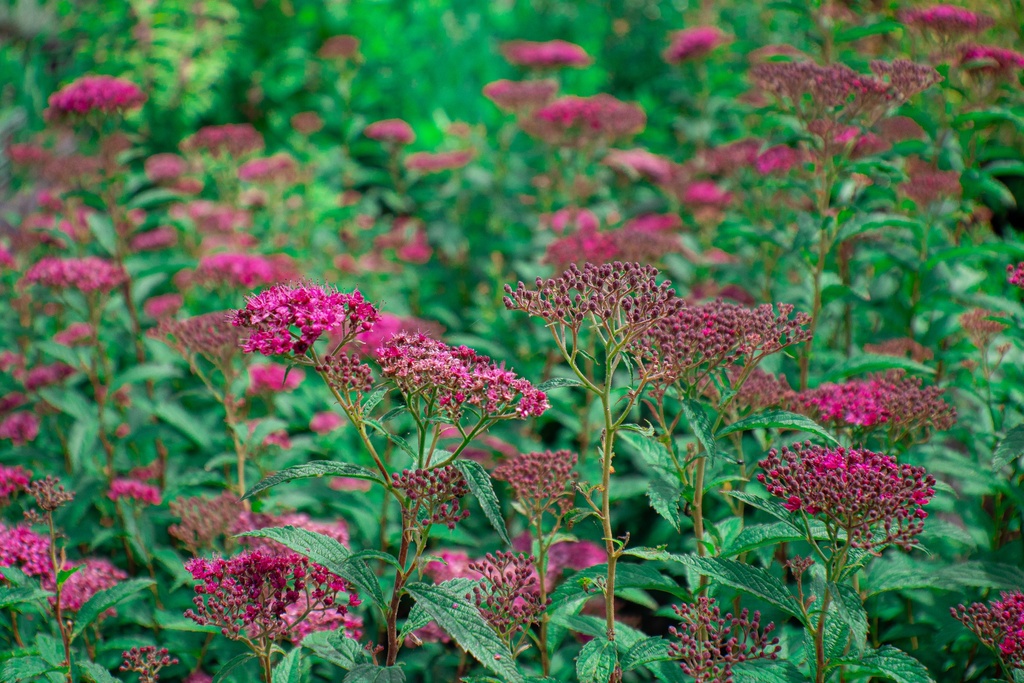 Spiraea japonica 'Anthony Waterer'- la Pépinière d'Agnens