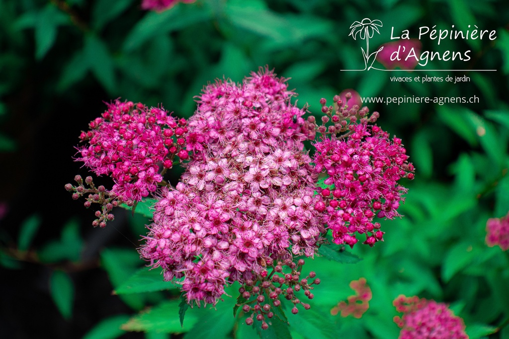 Spiraea japonica 'Anthony Waterer'- la Pépinière d'Agnens