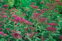 Spiraea japonica 'Anthony Waterer'- la Pépinière d'Agnens