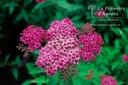 Spiraea japonica 'Anthony Waterer'- la Pépinière d'Agnens