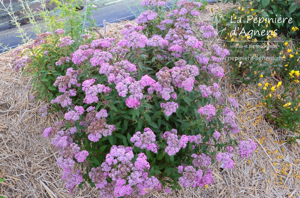 Spiraea japonica 'Anthony Waterer'- la Pépinière d'Agnens