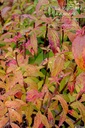 Spiraea japonica 'Anthony Waterer'- la Pépinière d'Agnens