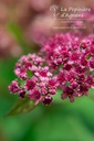 Spiraea japonica 'Goldflame'- la Pépinière d'Agnens