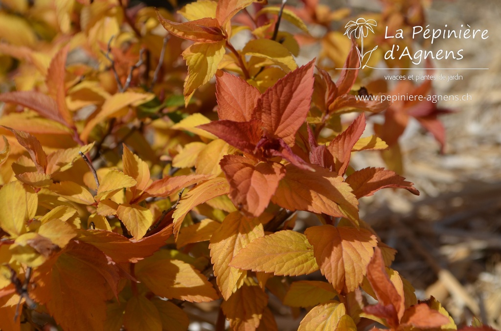 Spiraea japonica 'Goldflame'- la Pépinière d'Agnens