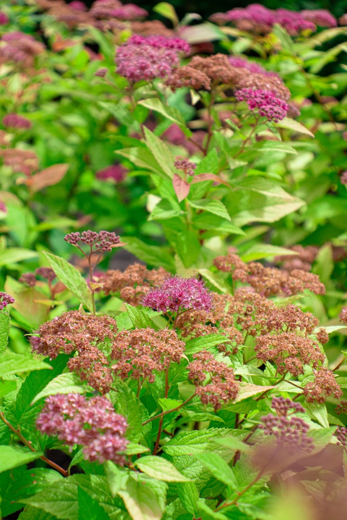 Spiraea japonica 'Goldflame'- la Pépinière d'Agnens