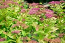 Spiraea japonica 'Goldflame'- la Pépinière d'Agnens