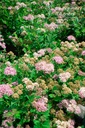 Spiraea japonica 'Little Princess'- la Pépinière d'Agnens