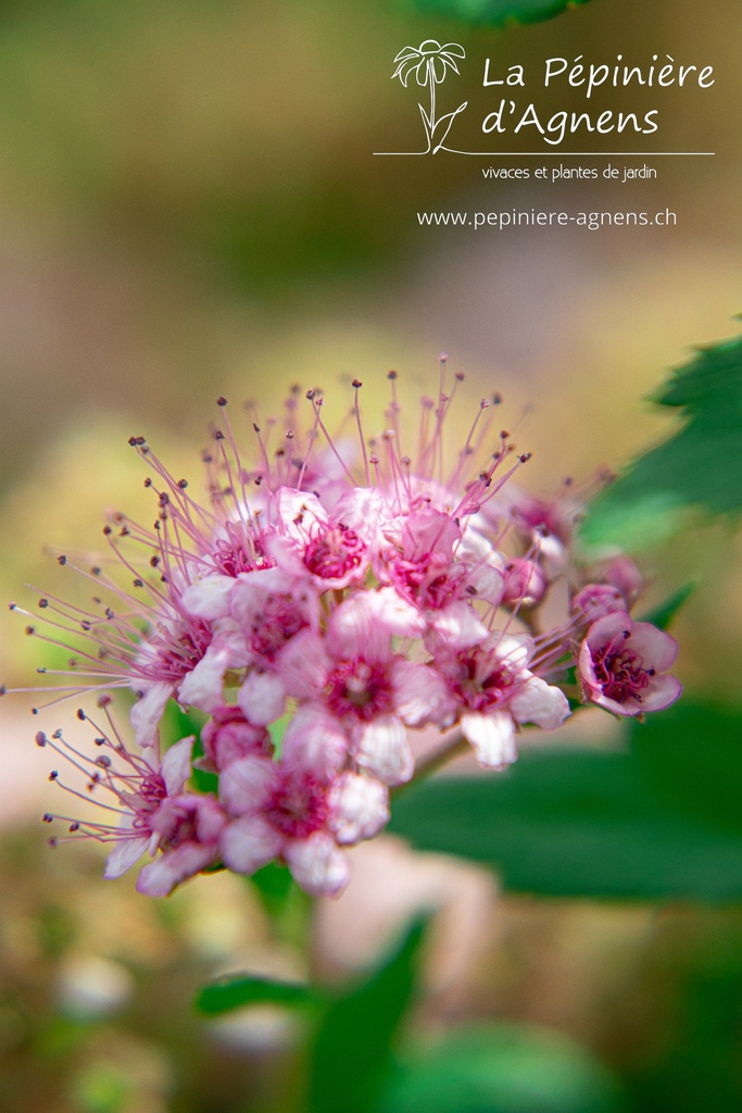 Spiraea japonica 'Little Princess'- la Pépinière d'Agnens
