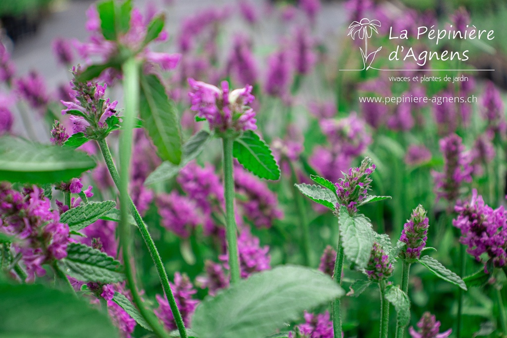 Stachys monnieri 'Hummelo'- la Pépinière d'Agnens