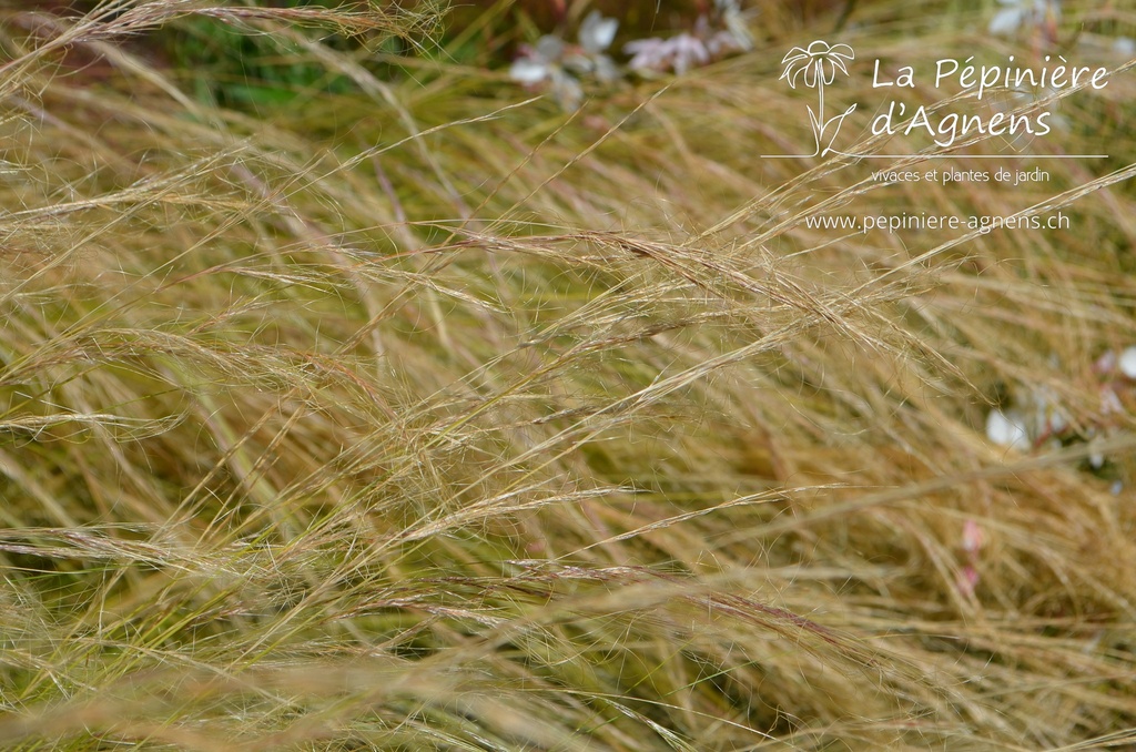 Stipa tenuissima- la Pépinière d'Agnens