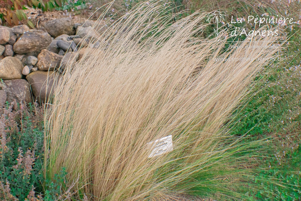 Stipa tenuissima- la Pépinière d'Agnens