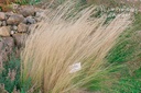 Stipa tenuissima- la Pépinière d'Agnens