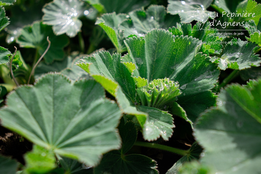 Alchemilla mollis - La pépinière d'Agnens