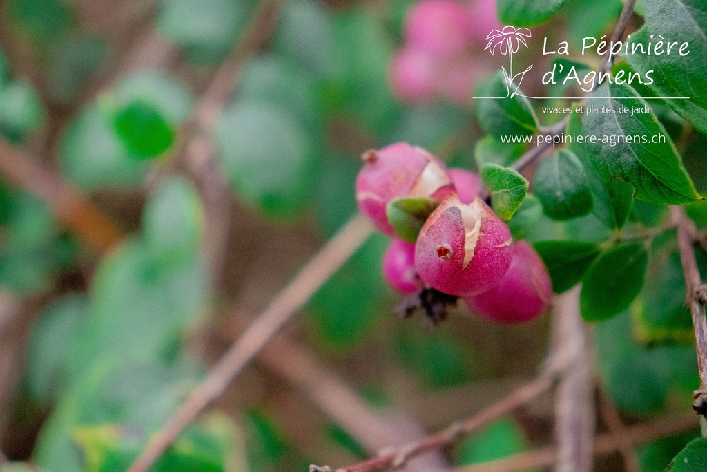 Symphoricarpos doorenbosii 'Mother of Pearl'- la Pépinière d'Agnens